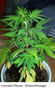 Cannabis Stickstoffmangel Nigrogen
