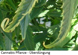 Cannabis Überdüngung
