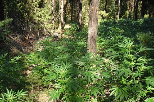 Guerilla outdoor growing Guerilla Outdoor Cannabis Anbau